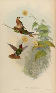 Clytolaema rubinea = Clytolaema rubricauda de John Gould